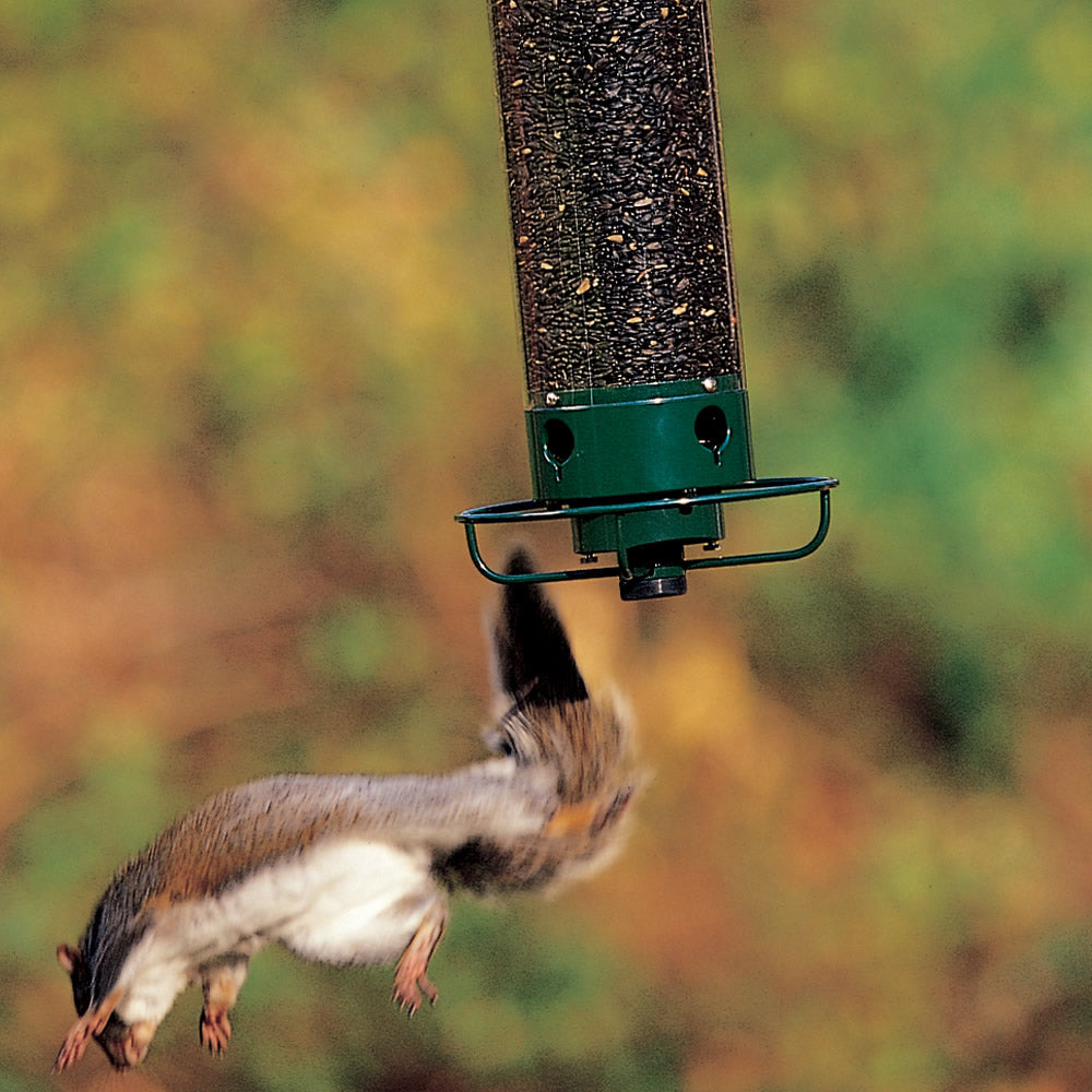 Droll Yankees Squirrel-Proof Flipper Bird Feeder with a squirrel being flung off the spinning perch, bird feeder filled with seeds, and birds perching.