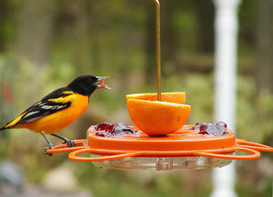 BirdsChoice Oriole Fest Feeder: A bird eating an orange half on a durable feeder with four feeding stations and clear plastic basins.