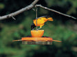 BirdsChoice Oriole Fest Feeder with a yellow bird eating from one of the four feeding trays, featuring an orange slice and clear nectar basin.