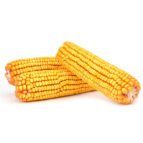 Duncraft Ear Corn Wildlife Food: Close-up of several plump, hand-picked corn cobs, ideal for feeding birds and squirrels. Available in 6-1/2 or 25-lb bags.