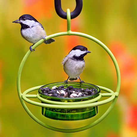 Lime Hanging Sphere Feeder with Perch showing two birds feeding, black and white seeds in a glass dish, encased in a durable steel frame.