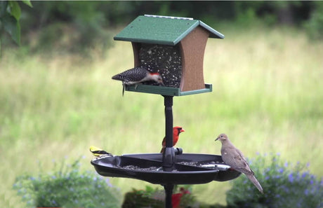 Brome Seed Buster Seed Tray and Catcher: A bird feeder with birds eating from a spill-catching tray, designed to minimize waste and ensure easy cleaning.