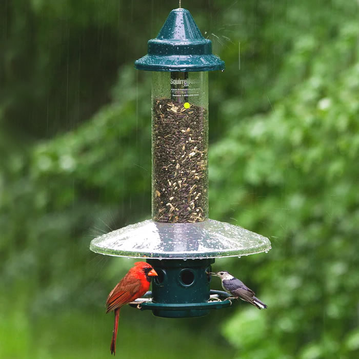 Brome Squirrel Buster Plus & Weather Guard bird feeder with a red bird perched, showcasing adjustable metal skirt and cardinal ring features.