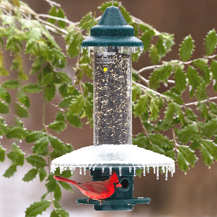 Brome Squirrel Buster Plus & Weather Guard: bird feeder with weight-sensitive metal skirt and cardinal ring, snow-covered, hanging outdoors.