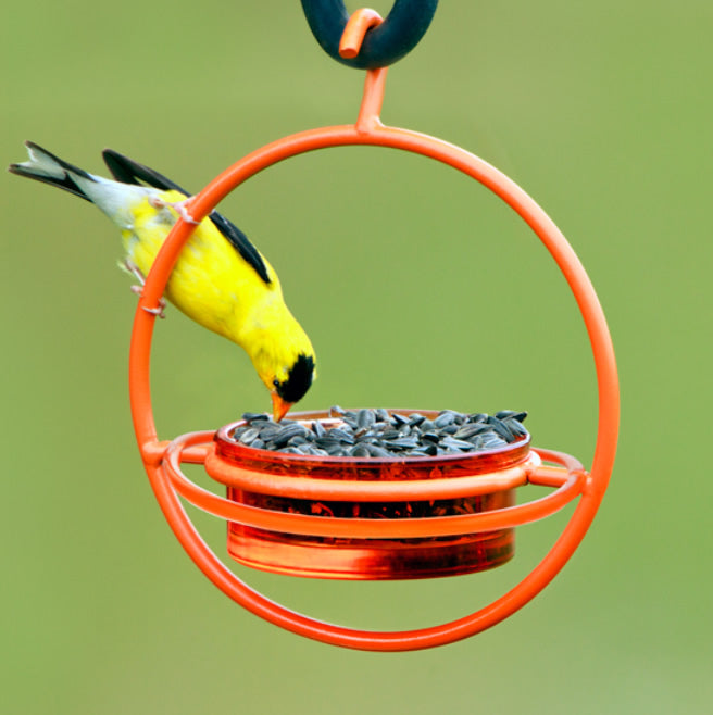 Orange Hanging Sphere Feeder with Perch: A bird eats from a suspended orange glass dish within a steel frame, designed to attract various bird species.