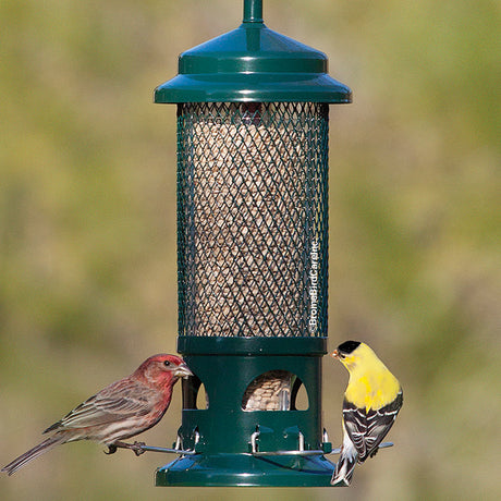 Brome Squirrel Buster Standard feeder with a bird perched on it, showcasing its squirrel-proof design with metal mesh and multiple feeding ports.