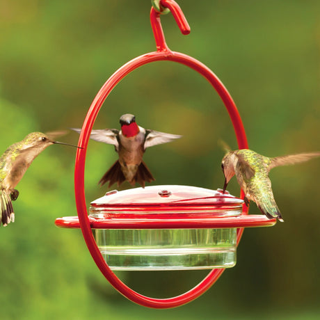 Hanging Sphere Hummingbird Feeder with Red Perch, featuring hummingbirds feeding from a red, leak-proof glass dish in a durable steel frame with 4 feeding ports.