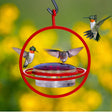 Hanging Sphere Hummingbird Feeder with Red Perch features a glass dish and steel frame, attracting hummingbirds with its inviting design and multiple feeding ports.