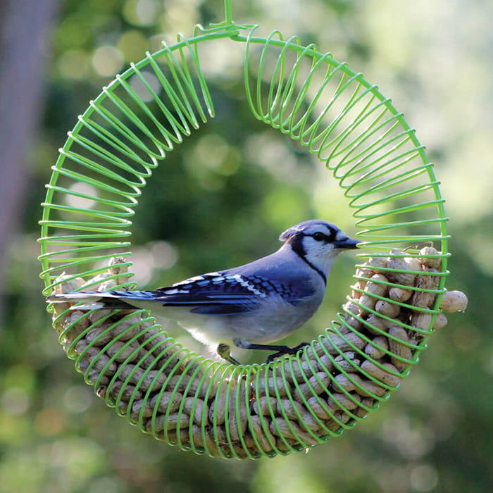 Bird perched on a Wreath Peanut Feeder, designed to hold whole peanuts, easy to clean, and attract various birds.