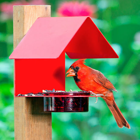 Red Metal & Glass House Bird Feeder with a northern cardinal eating mealworms from the glass dish under the metal shelter.