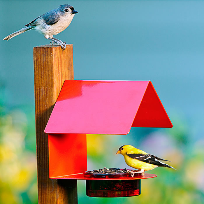 Red Metal & Glass House Bird Feeder with a yellow bird perched on top, featuring a covered dish for mealworms, and a see-through glass feeding dish.