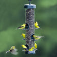 Brome 6 Port Tube Solution 200 Feeder with birds eating seeds, featuring six seed ports, removable perches, and a clear plastic tube for viewing seed levels.