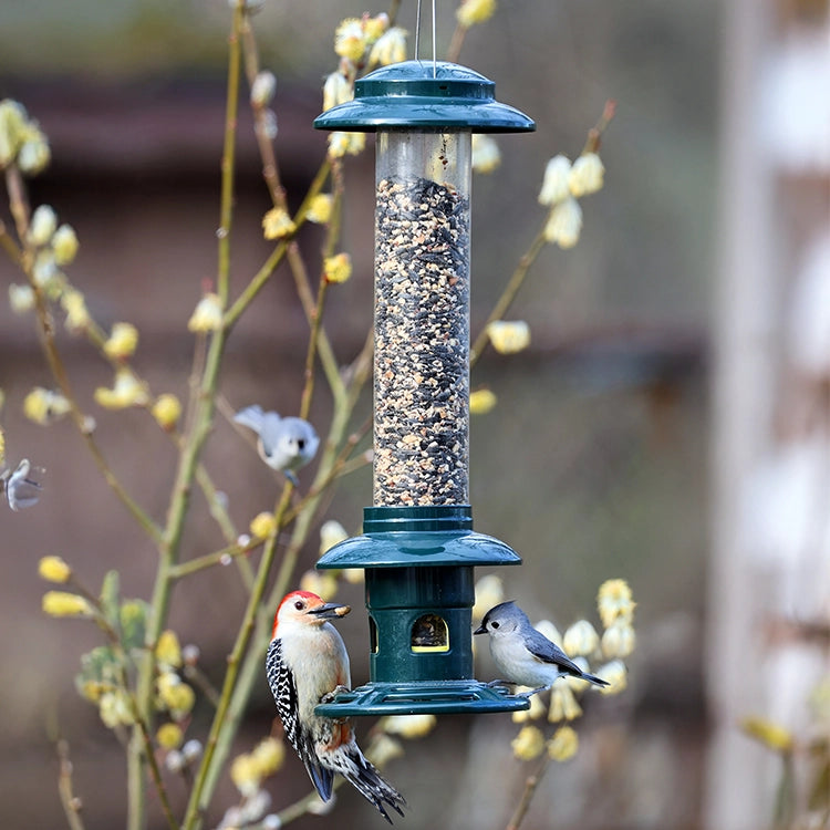 Brome Squirrel Buster Evolution bird feeder with mixed seeds, featuring a Red-crowned Woodpecker and Tufted Titmouse feeding, surrounded by spring branches.