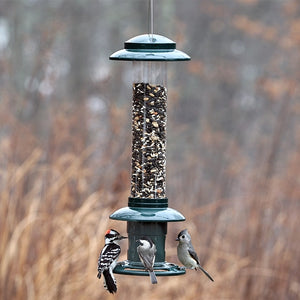 Brome Squirrel Buster Evolution feeder with mixed seeds, hosting a Downy Woodpecker, Chickadee, and Tufted Titmouse, showing its squirrel-resistant design and bird-friendly features.