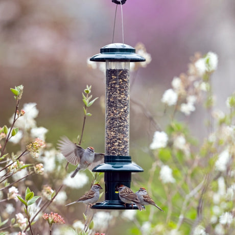 Brome Squirrel Buster Evolution bird feeder with sparrows; features clear tube, unique shroud to deter squirrels, and a design for keeping seed dry.