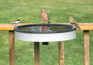 Heated Deck Mount Bird Bath with sparrows perched, showing the plastic resin basin and steel support band, ideal for providing winter drinking water.