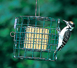 Duncraft Suet Haven: A downy woodpecker perched on a suet feeder with a protective wire shield, ready to hang and hold one suet cake.