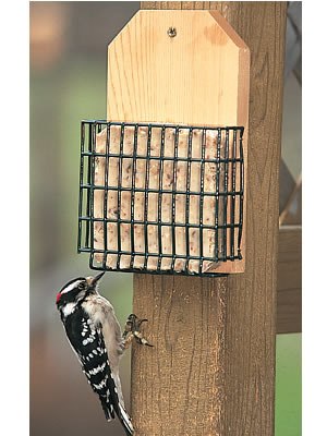 Duncraft Tree Mount Suet Feeder with a downy woodpecker perched on the wire basket, ready for installation on a tree or fence.