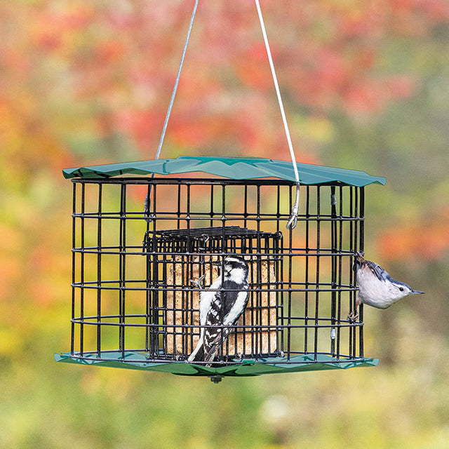 Squirrel Proof Baffled Suet Feeder with woodpecker perched on outer caging, showcasing its durable galvanized steel top, bottom, and 1-1/2 inch wire grid openings.