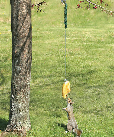 Squirrel eating corn from tree on Bungee Jumping for Squirrels feeder, featuring a bell and space for two ears of corn.