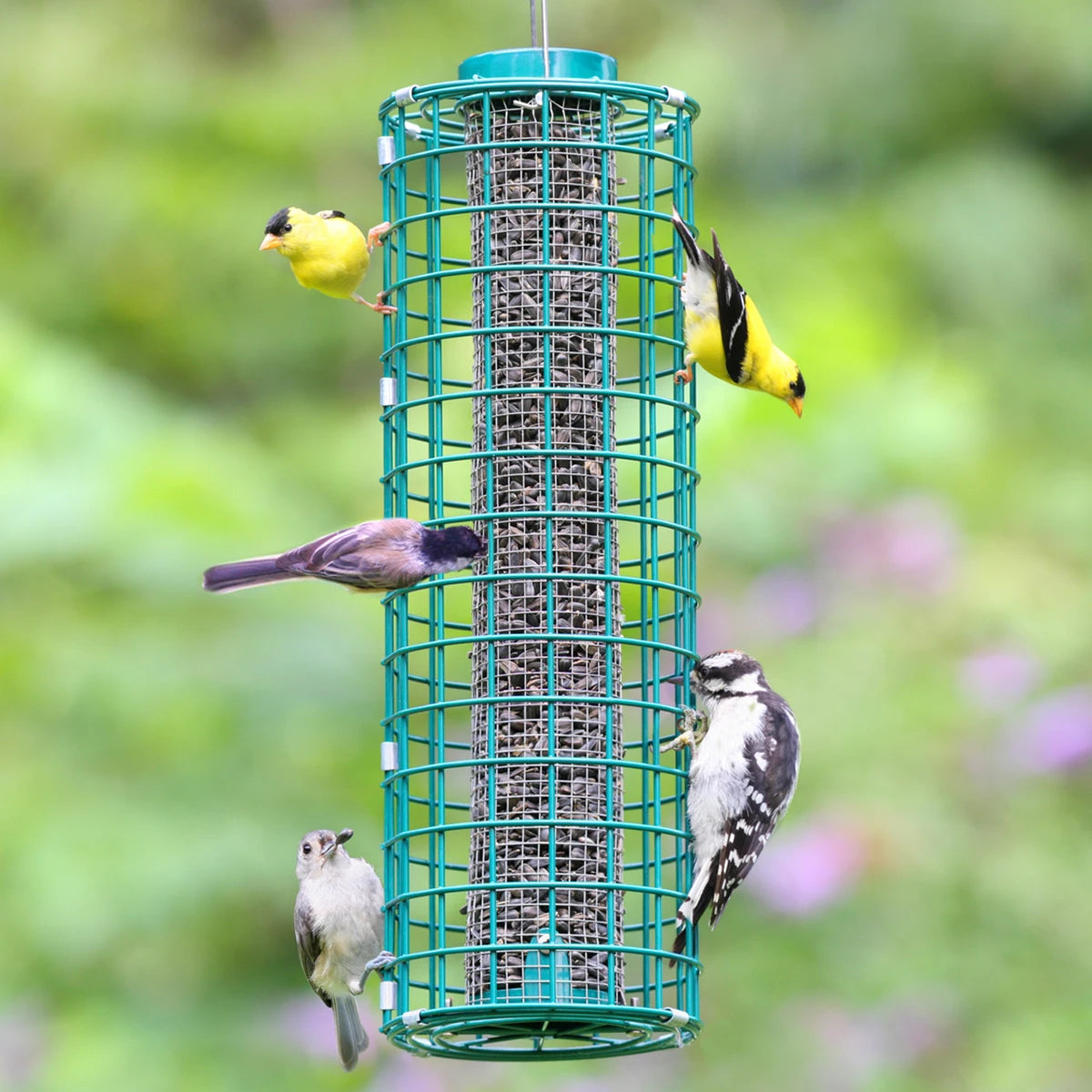 Duncraft Squirrel Blocker Feeder with birds feeding from wire mesh, featuring a protective outer grid to prevent squirrels from accessing the seed.