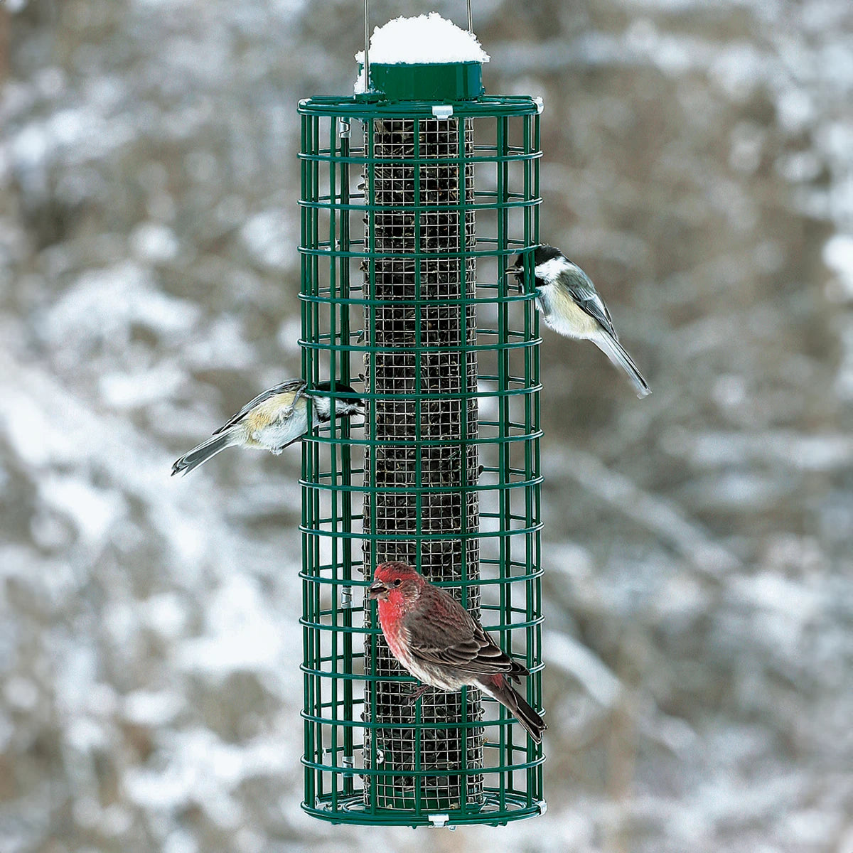 Duncraft Squirrel Blocker Feeder with multiple birds feeding, featuring a stainless steel mesh tube designed to block squirrels from accessing the bird seed.