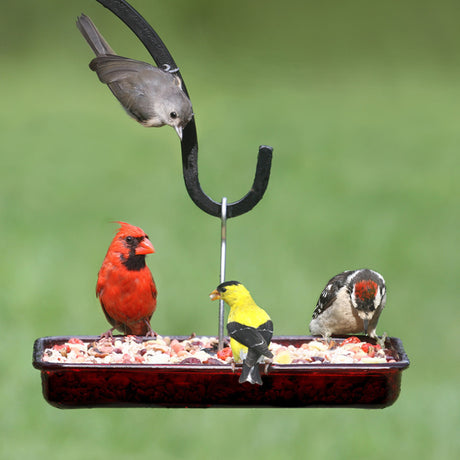 Cardinal Platform Feeder with multiple birds feeding, showcasing its wide-open design for various treats, including seeds and fruits. Made of red plastic, easy to clean and fill.