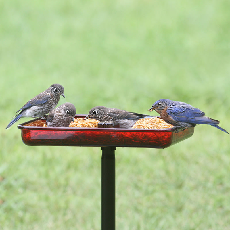 Cardinal Platform Feeder with birds eating, featuring a wide open area, easy-to-clean red plastic, and metal hanger for hanging or pole-mounting.