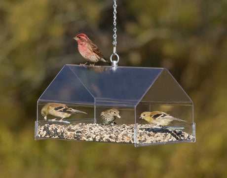 Duncraft Large Hanging Chalet bird feeder with birds feeding inside, featuring a clear plastic design, protective roof, and multiple perches for varied bird treats.