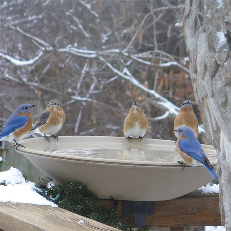 All-Seasons Heated Deck Mount Bath with five songbirds perched on the rim, set on a snowy deck, providing ice-free water in wintry conditions.