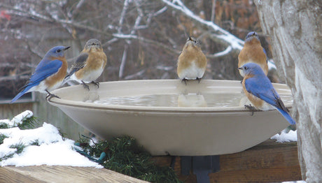 All-Seasons Heated Deck Mount Bath with a group of birds perched on the ice-free basin, designed for easy cleaning and cold weather use.