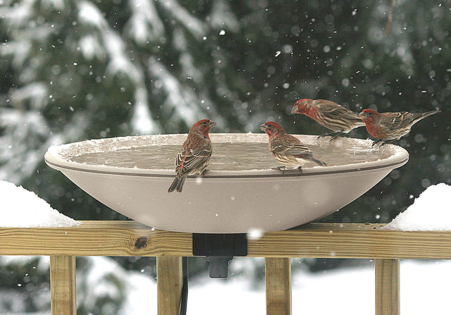 All-Seasons Heated Deck Mount Bath with birds gathered around, featuring a thermostatically controlled heater to prevent freezing in winter, ensuring water access for birds.