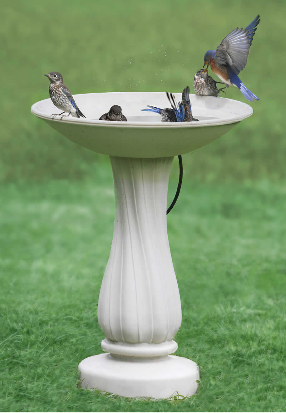 All-Seasons Heated Bath with 25 Pedestal in a grassy area, featuring several birds bathing and drinking, showcasing its open water and thermostatically controlled heating.