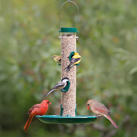 Duncraft Tube & Seed Tray feeder with five songbirds, including a male and female Northern Cardinal, Goldfinches, and a Chickadee, feeding on visible seeds.