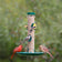 Duncraft Tube & Seed Tray feeder with five songbirds, including a male and female Northern Cardinal, Goldfinches, and a Chickadee, feeding on visible seeds.