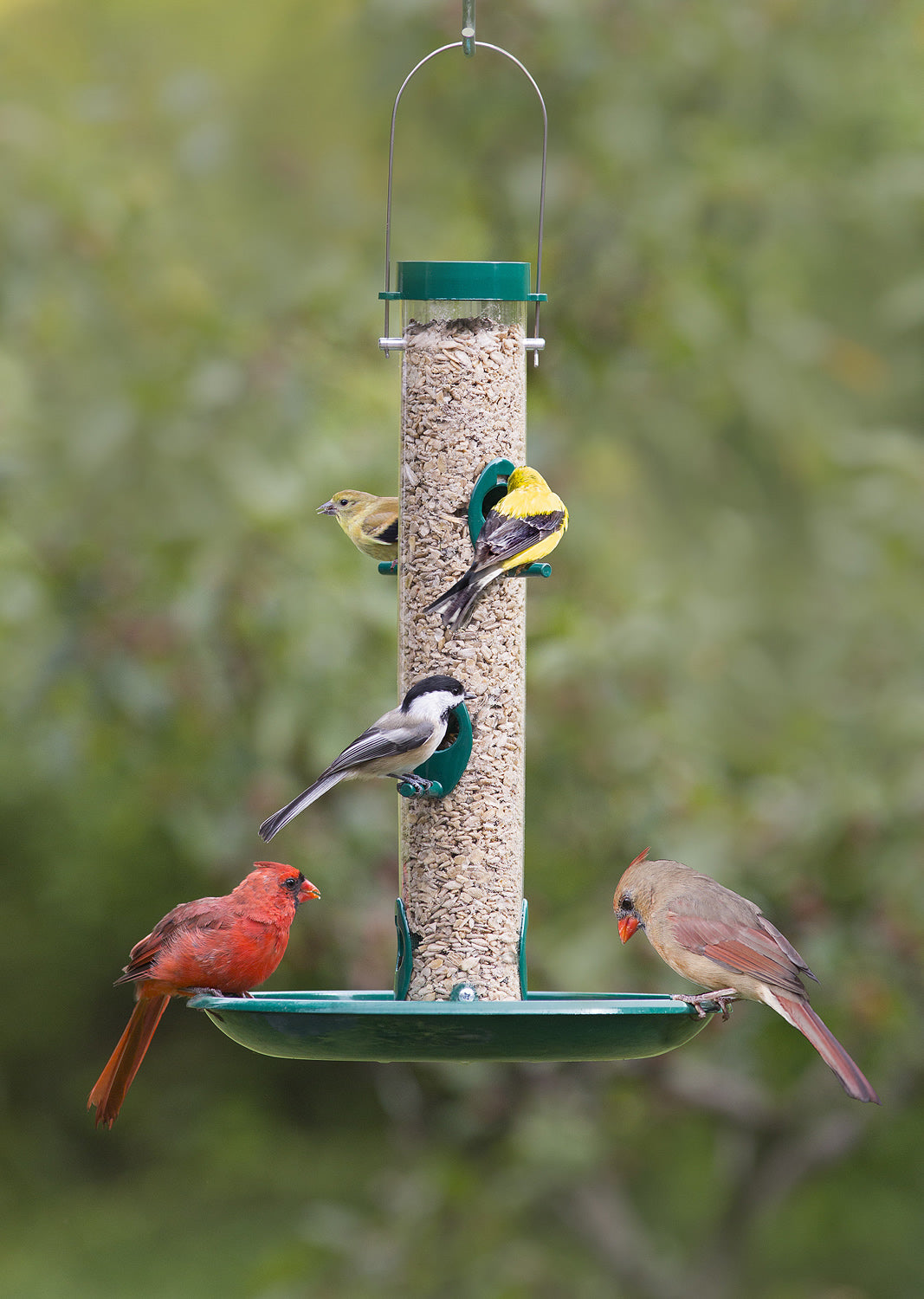 Duncraft Tube & Seed Tray with multiple birds feeding on a metal seed tray and clear plastic tube, featuring six feeding ports and a wire hanger.