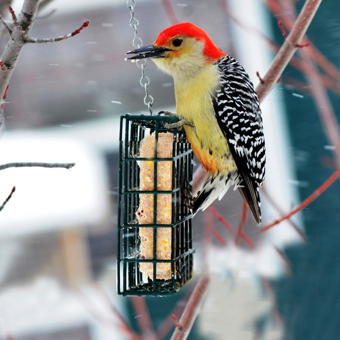 Suet Cake Basket with a woodpecker feeding on it; features a vinyl-coated wire caging and 1-inch openings for easy bird clinging.