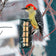 Suet Cake Basket with a woodpecker feeding on it; features a vinyl-coated wire caging and 1-inch openings for easy bird clinging.