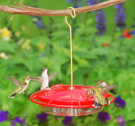 Aspects HummZinger Ultra hummingbird feeder with wraparound perch, 4 feeding stations, and brass hanger, attracting multiple hummingbirds.