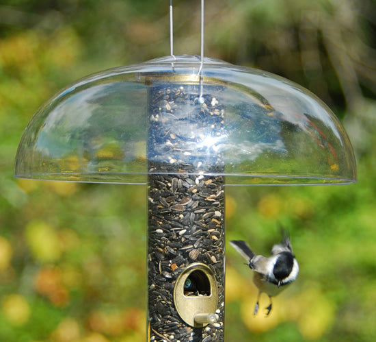 Aspects Tube Top Baffle protecting a bird feeder from rain, ensuring seed stays dry while a bird feeds. Clear dome offers an unobstructed view.