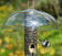 Aspects Tube Top Baffle protecting a bird feeder from rain, ensuring seed stays dry while a bird feeds. Clear dome offers an unobstructed view.