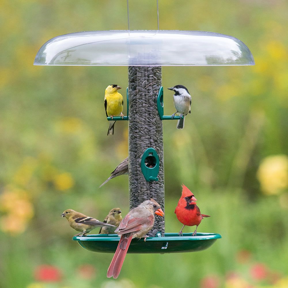 Duncraft Original Tube with Baffle & Seed Tray: A group of birds feeding on a durable, clear tube feeder with a weather dome and seed tray.