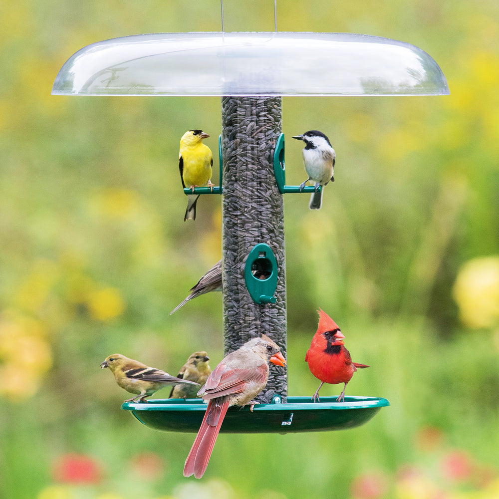 Tube bird feeder with a tray and weather baffle. Green background with birds eating from the feeder and tray.