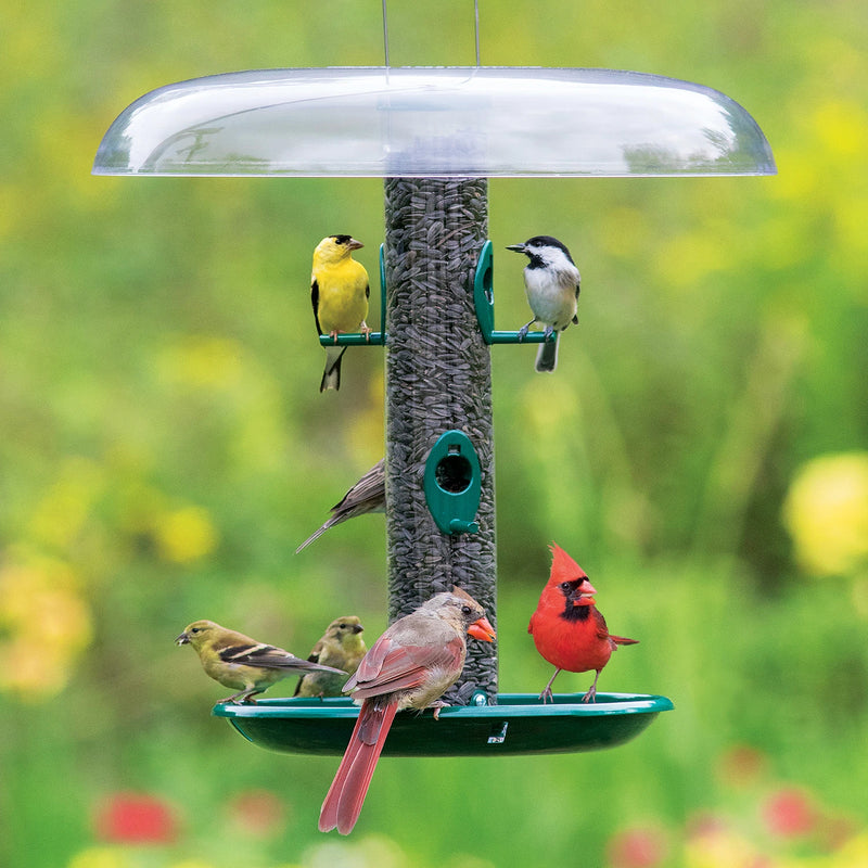 Tube Feeder with a green background with a baffle and a tray.  Birds are perched eating seed. 