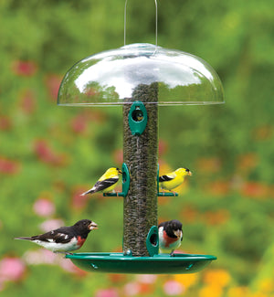 Duncraft Super Classic Tube Value bird feeder with clear weather dome, six feeding ports, and metal tray, attracting yellow birds.