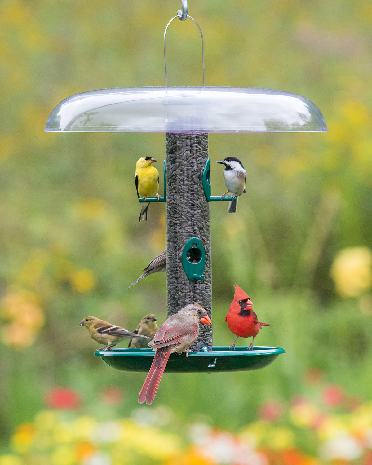 Bird Feeding Must-Haves | Houses, Feeders & Seed | Duncraft