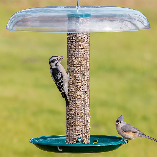 Duncraft Super Classic Mesh Tube, Tray and Baffle: A bird perches on a metal mesh bird feeder filled with peanuts, showcasing ample space for feeding.