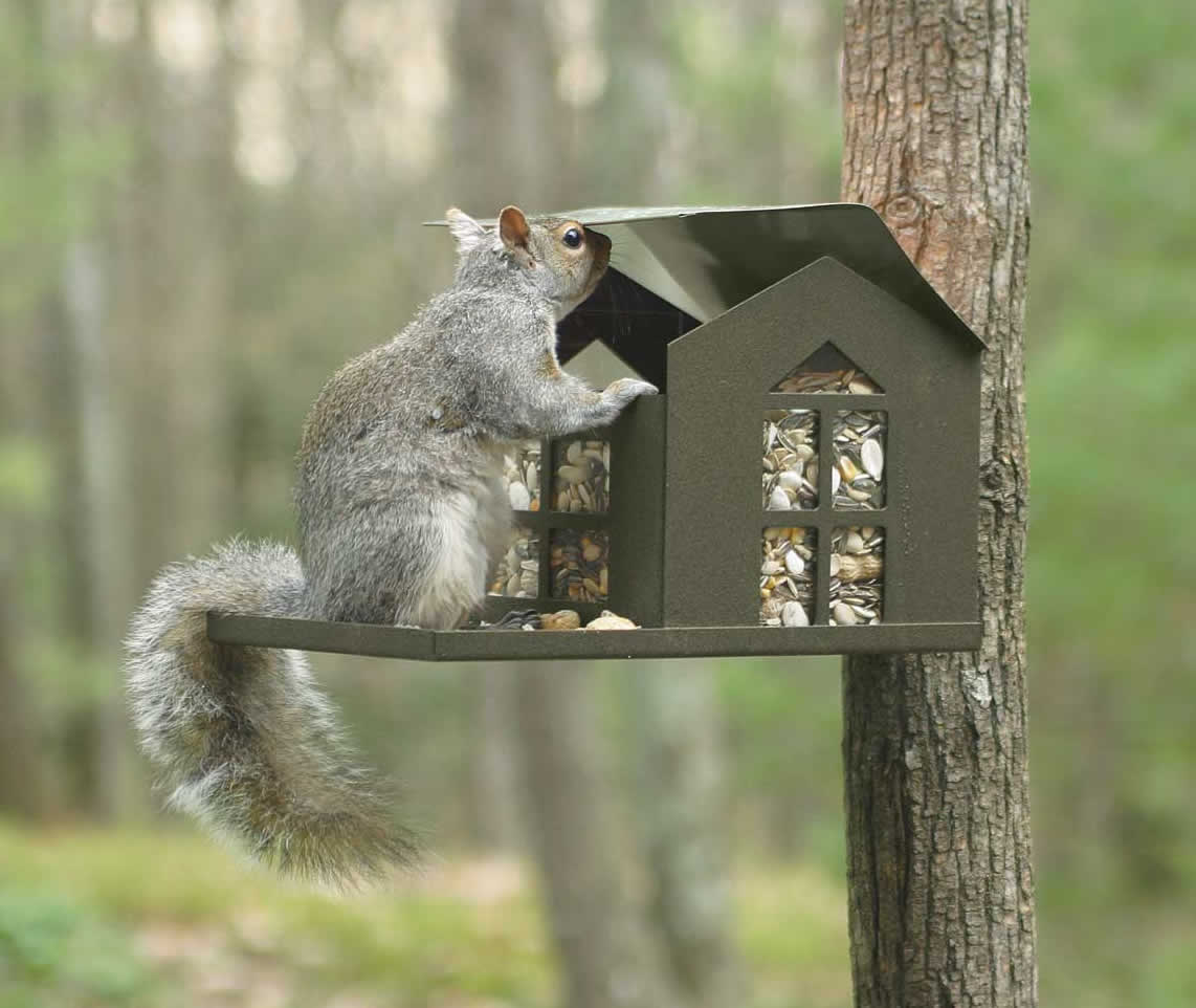 Metal Squirrel Feeder with squirrel lifting roof to access food, featuring a built-in porch area, post-mount, and rear-mount options.