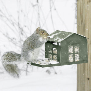 Squirrel on a green squirrel feeder in a snowy setting