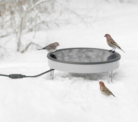 Heated Ground Bath with birds perched on the basin amidst snow, showcasing its function to provide open water in freezing temperatures.